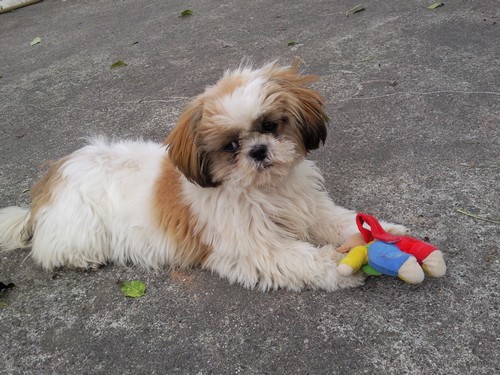 Shih tzu